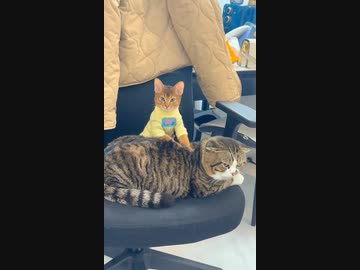 ホモと見るうどん職人の師弟関係