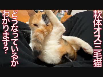 柔らか過ぎオス三毛猫、猫知恵の輪で絡まる