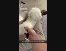 ホモと見る犬に仕掛けた毛刈りドッキリ