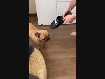 ホモと見るわからせられるイタズラ犬