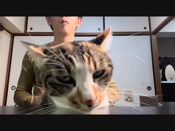うちのヌッコから尻を叩けとせがまれる度にケツドラムかましてヘブン状態にしてあげているが、叩き方が気に食わないと噛んでくる