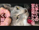 火事からの緊急預かり猫、心を開く瞬間