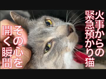 火事からの緊急預かり猫、心を開く瞬間