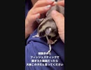 【 #フクロモモンガ 】#自己紹介 ：若頭・ウミ ！ #おはモモンガ #モモンガ  #shorts #sugerglider #animal #pet #ペット #動物 #小動物 #ムササビ