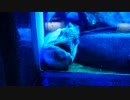 室蘭民報みんなの水族館＆昭和新山熊牧場