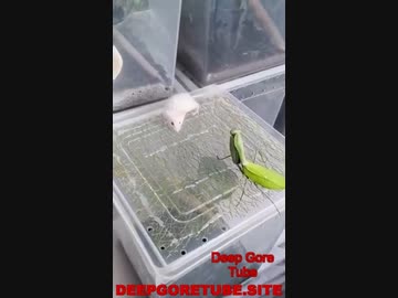 ホモと学ぶネズミＶＳカメェキリ　その7