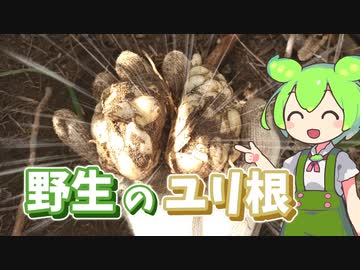 野生のオニユリと国産の黒豚ベーコンをホイル焼きにするずんだもん