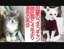 因縁のスーパーコネコチャン、師匠猫と4年ぶりの再会