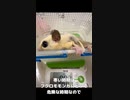【 #フクロモモンガ 】体重測定！冬を乗り越えた者たち ！ #おはモモンガ #モモンガ  #shorts #sugerglider #animal #pet #ペット #動物 #小動物 #ムササビ