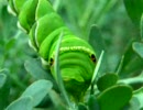 アゲハ幼虫のお食事