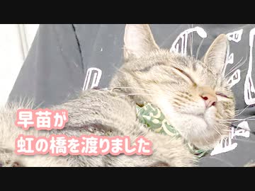 【訃報】早苗が虹の橋を渡りました　闘病頑張りました　今まで応援ありがとうございました