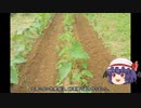 ゆっくり農民226サトイモを育ててみませんか？#3