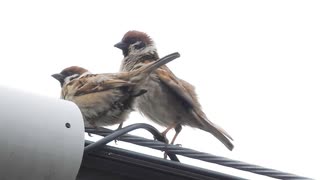 スズメが絶倫すぎる