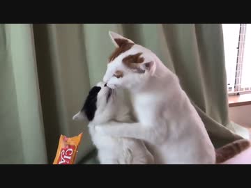 ホモと見るチュールそっちのけでお互いの口を貪る猫