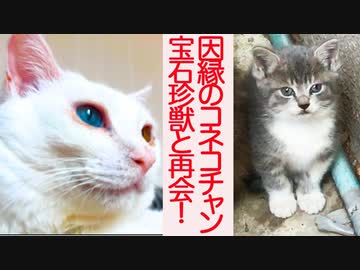 因縁のスーパーコネコチャン、生ける宝石と4年ぶりの再会