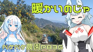 2023年12月7日　農作業日誌P836　今日は出稼ぎ先で青島ミカンをたくさん切ったらしい　