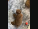 8月30日生のプードルの男の子
