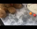9月9日生なプードルの男の子