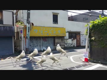 道路でたわむれる は↑と↓ の群れ