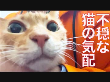 ひとりぼっちのベテラン子猫、不穏な気配に怯える