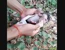 【子猿・ペット】食わせたい飼い主とそれを拒む子猿の記録