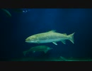 サケのふるさと千歳水族館