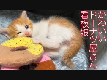 お利口保護子猫、預かり3日目で急展開を迎える