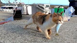 お魚くわえたドラ猫追っかけて