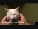 膝でまったりする白猫