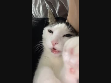 ホモと見るセクシーなハスキーボイスの猫