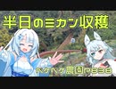 2023年12月9日　農作業日誌P838　雑木を伐採したり、みかんの木を伐採したり、午後もみかんを収穫しつつ剪定するのでした