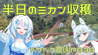 2023年12月9日　農作業日誌P838　雑木を伐採したり、みかんの木を伐採したり、午後もみかんを収穫しつつ剪定するのでした