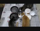 今週のおやつ（本隊）【蒼民家の猫々】