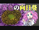 紫色の向日葵 / 香椎モイミ(UTAU四国めたんCover)