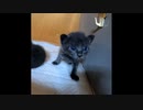 【ショート】流行りの「ひき肉です」やってみた