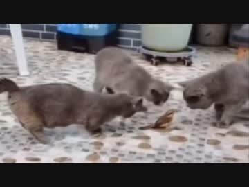 ホモと見る絶体絶命