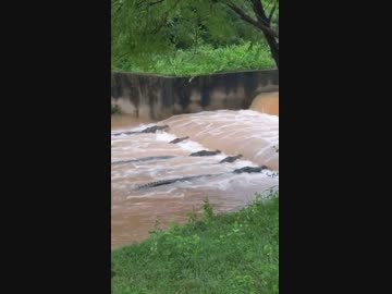 ホモと見るエサが流れてくるのを待つワニたち