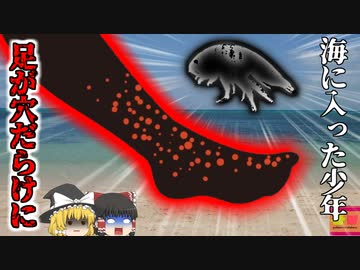 【2017年】海水に浸した両足が穴だらけに…原因は小さな海洋生物？特定が難しい甲殻類の性質【ゆっくり解説】