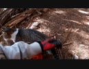 (近況と対猿戦配備とかニコニコアワードのお話ｗ)変態忍者の、有害鳥獣駆除従事活動記・その２６３