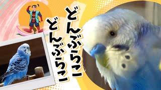 「桃太郎を話すインコが逃げました」うっかり逃げ出しても飼い主のもとに戻ってくるインコのピーちゃん　昔話を話す特技が決め手に