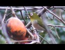 仕方なく裏山で野鳥を眺める