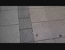 シケキノコ 2023/12/9(土) 20:54開始 ^^hello welcome to mush room~孤猿はどこぉ？~＾＾