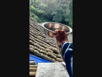 ホモと見るスズメバチ絶対頃すおじさん