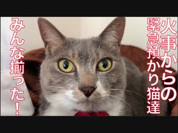 火事からの緊急預かり猫たち、複雑な三角関係