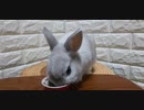 飼い主の手作り料理を食べるうさぎ