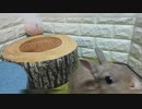 仕事後にうさぎとただただまったり過ごす会社員 (Vlog)