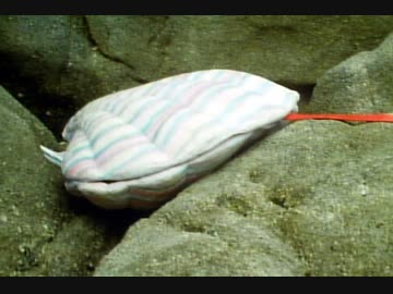 秘密戦隊ゴレンジャー　第60話「青い瀬戸内海！浮ぶ秘密要塞島」