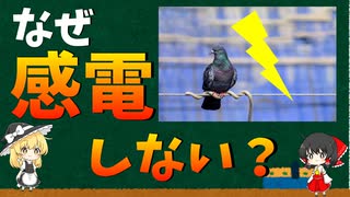 【ゆっくり解説】なぜ鳥は電線に立っても感電しないのか？