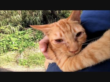 猫の島で出会った子猫と島を一周する冒険に行ってきた