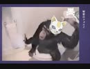 モンキィ